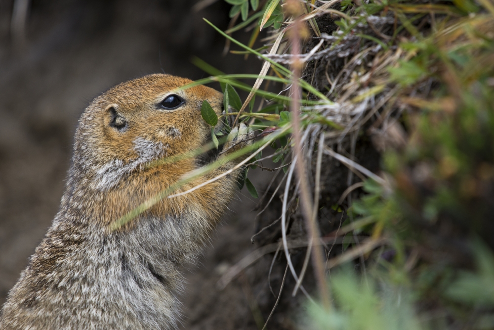 ground squirrel picking food to eat