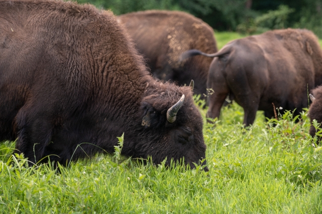 group of american bison eating grass photo