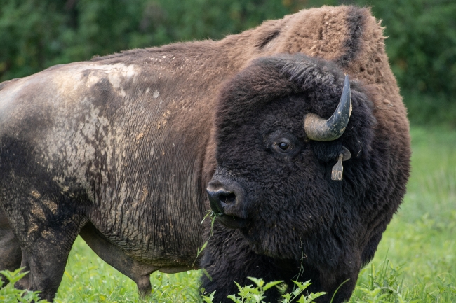 group of american bison eating grass photo