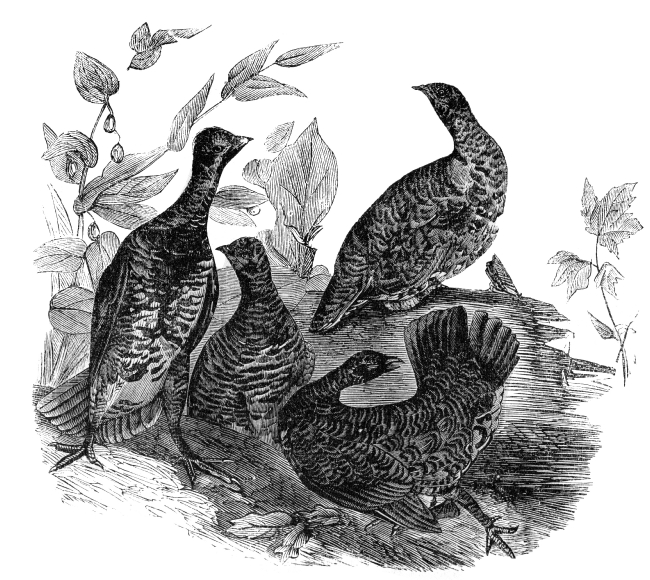 group of grouse birds engraved illustration
