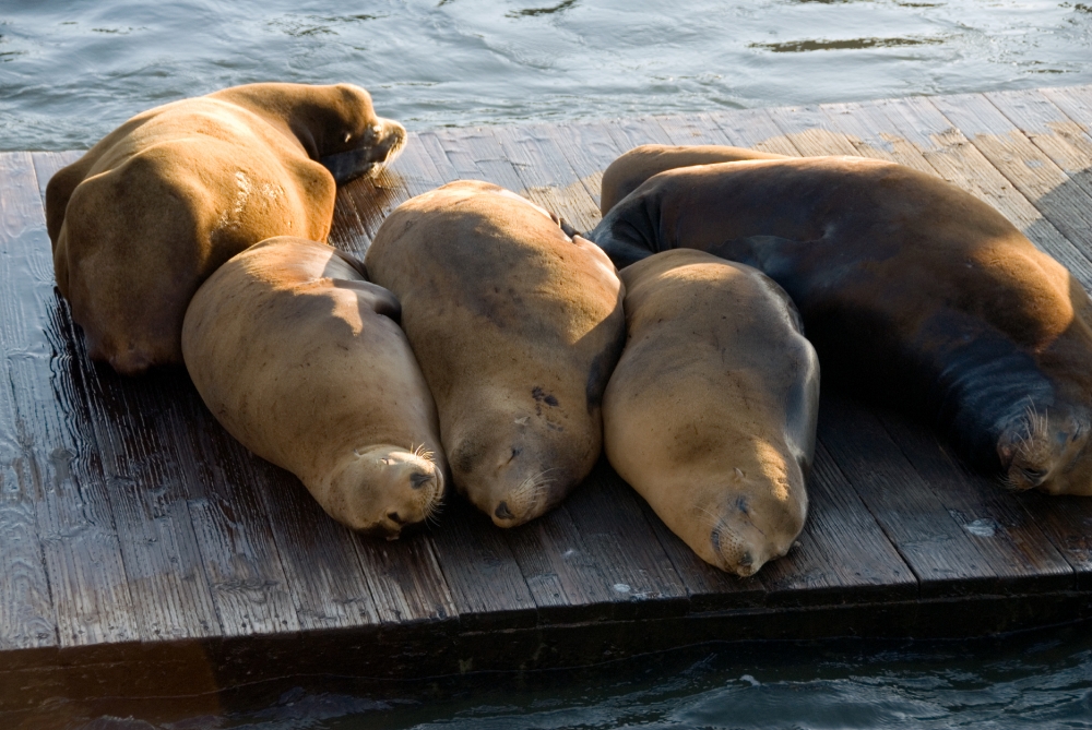 harbor seals san francisco pier 535