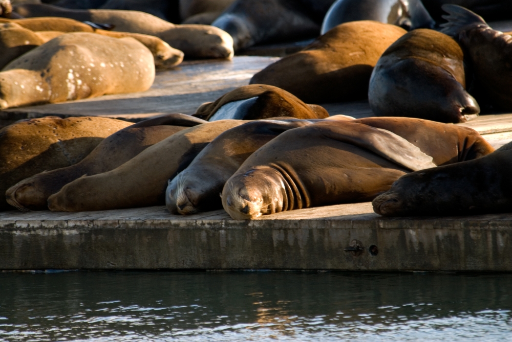 harbor seals san francisco pier 656