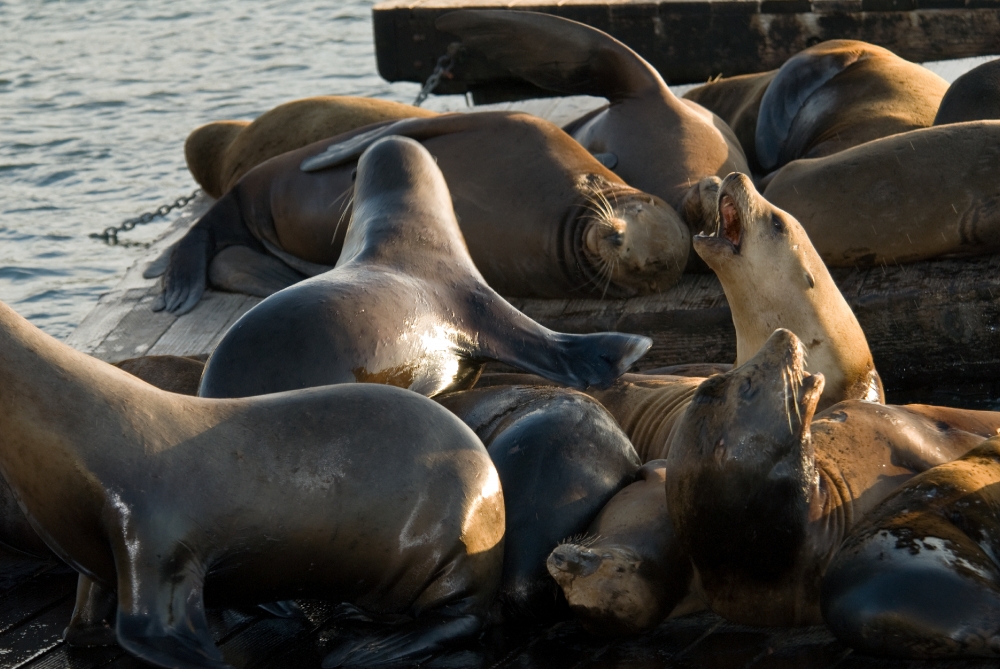 harbor seals san francisco pier 680