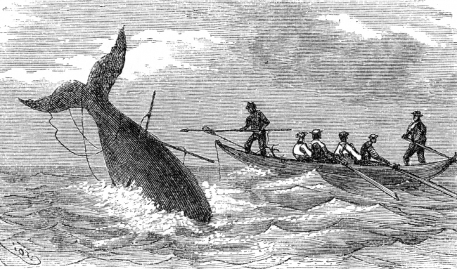 harpooning a whale illustration