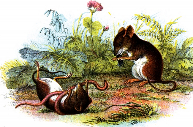 Harvest Mouse With Worm In Mouth Color Illustration