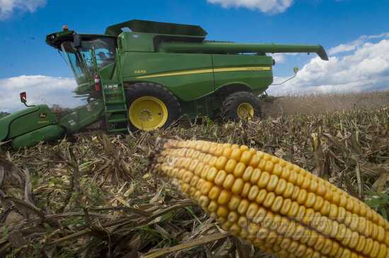 Harvests corn from field