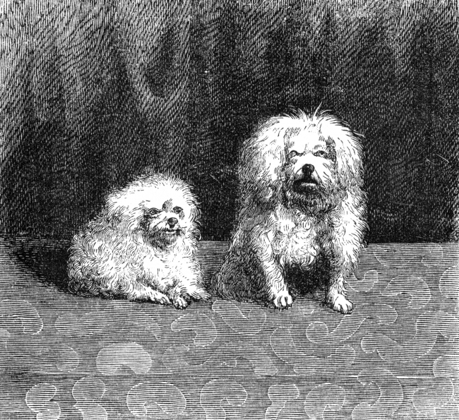 havanese dogs illustration