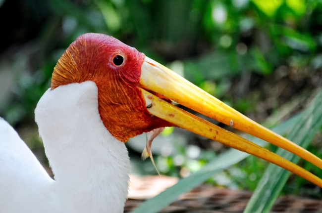 Heron Picture Bird Park Malaysia 0210A