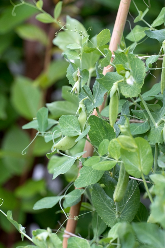 home garden growing organic peas photo