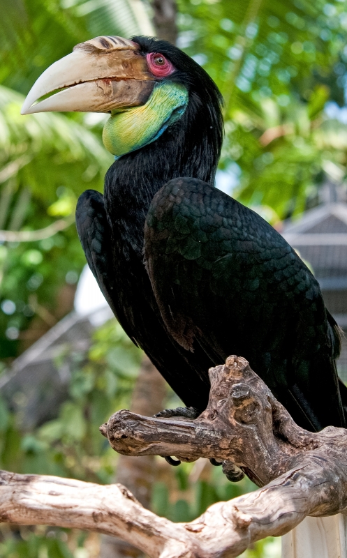 Hornbill Bird Picture 6115A