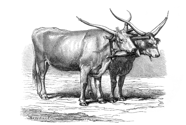 hungarian oxen illustration