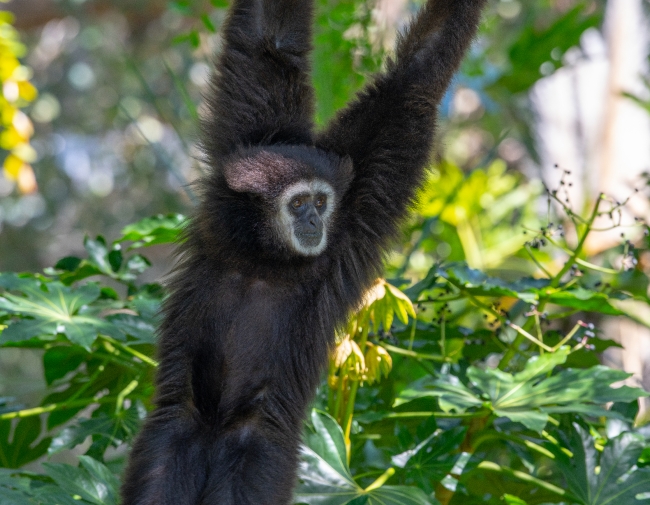 hylobates lar white handed gibbon photo