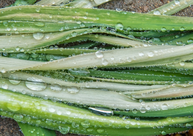 icy rain drops on plant leaves photo