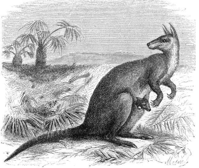 kangaroo illustration