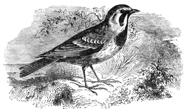 lark engraved bird illustration