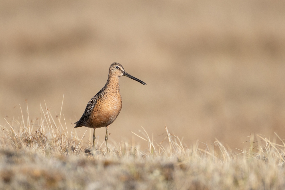 long billed dowitcher pose