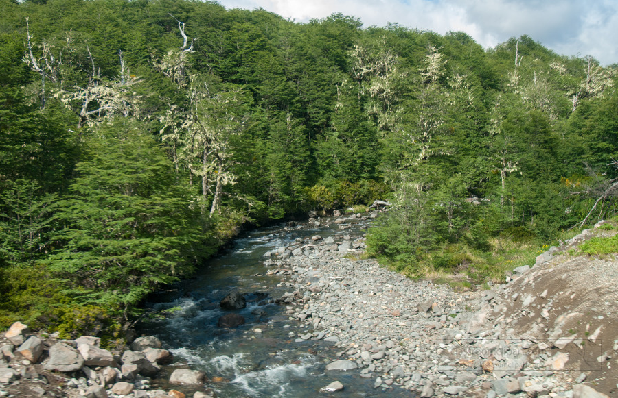 lush forest with stream flowing through photo