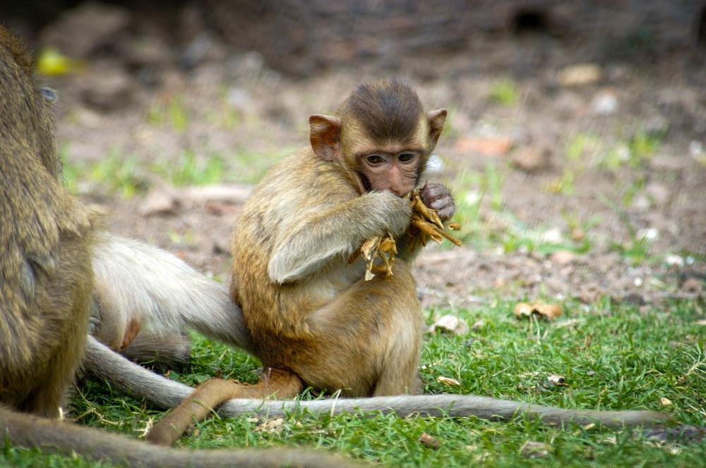 macaquea monkey thailand 068a