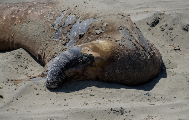 male elephant seals resting on beach piedras blancas california