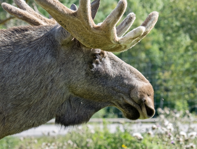 moose-grazing-in-field-northern-europe-sweden-photo-image-017E