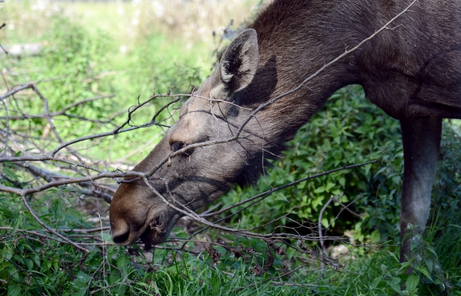 moose-grazing-in-field-northern-europe-sweden-photo-image-0298A