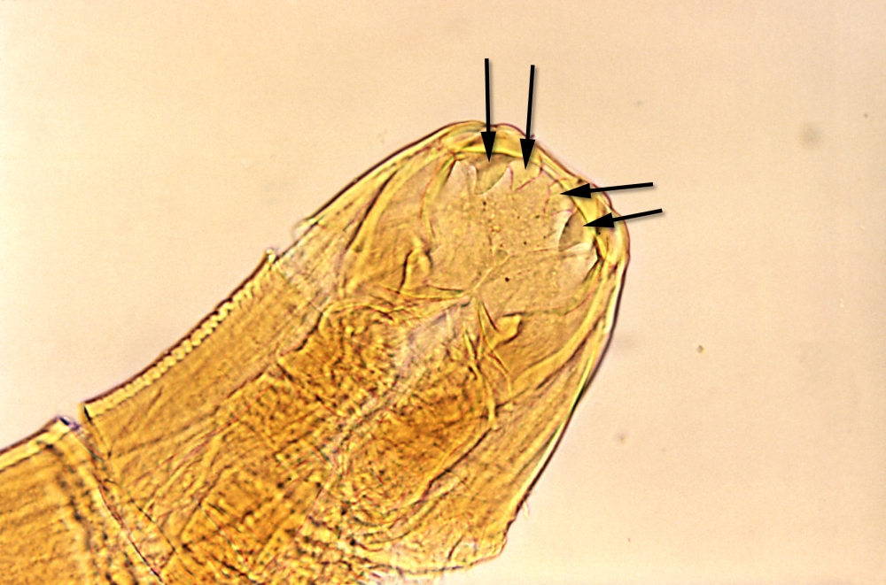 mouthpart morphology hookworm