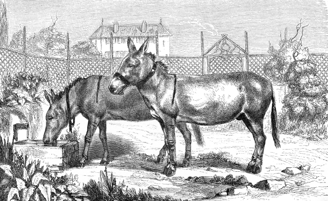 mules illustration