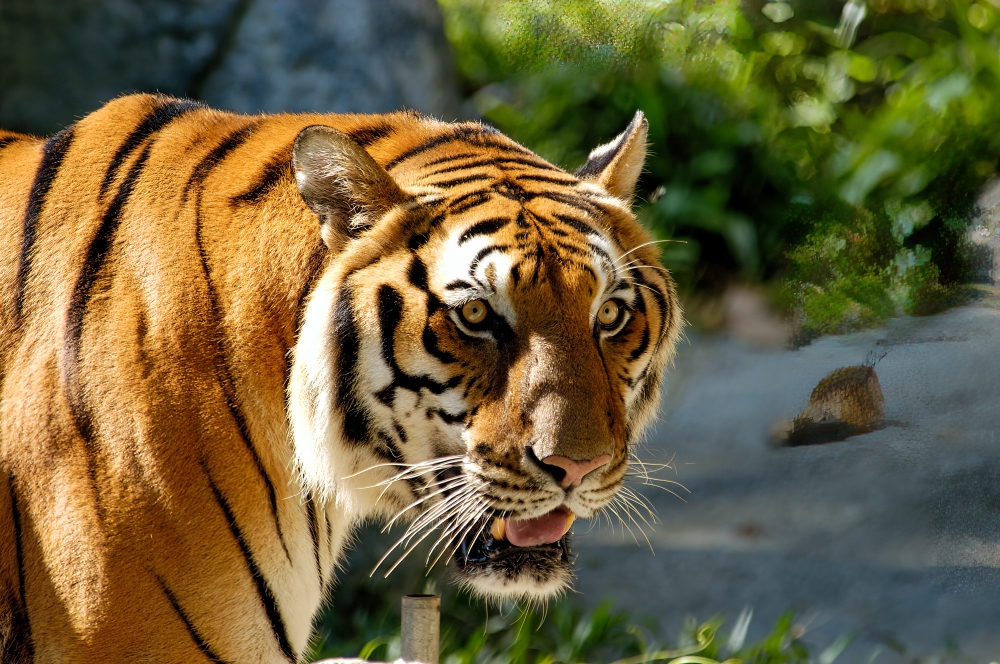 no two tigers have the exact same markings.