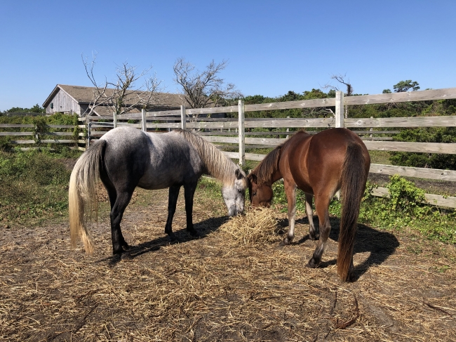 Ocracoke ponies cape hatteras north carolina