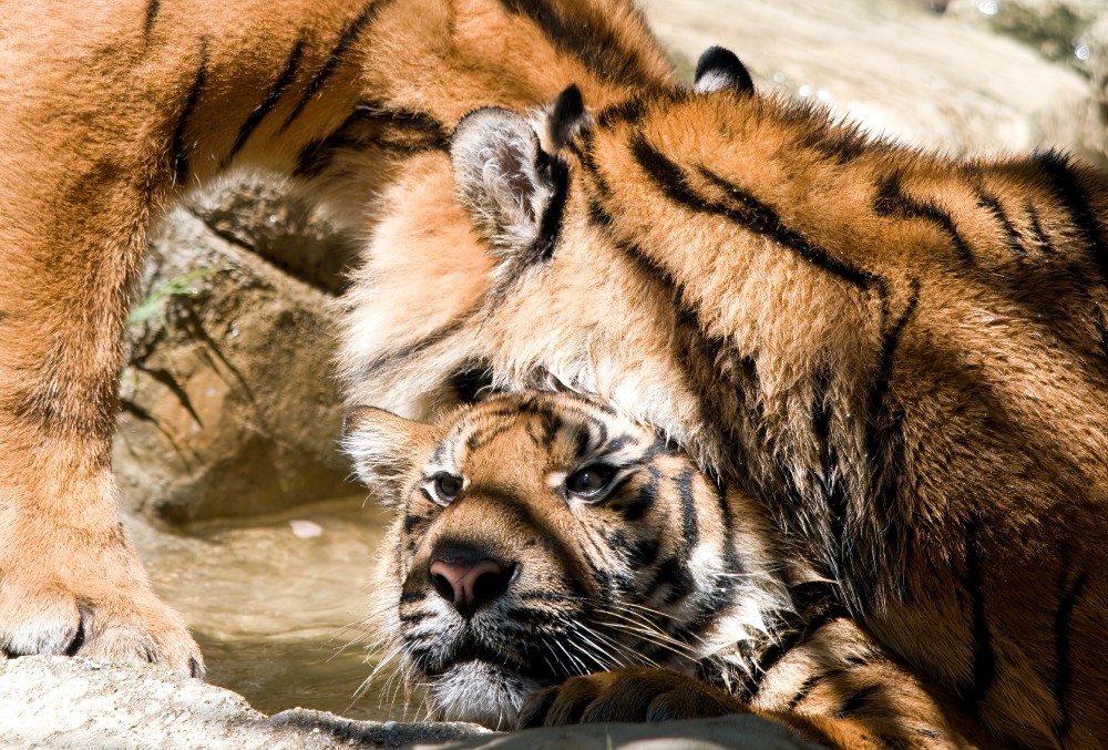 one Sumatran tiger resting head on another tiger