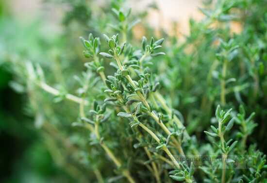 Organic herbs growing on farm