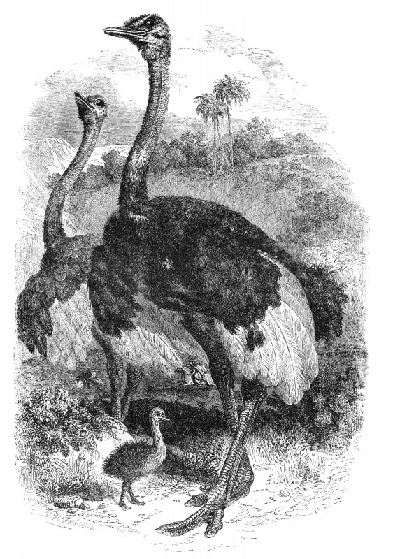 ostrich bird illustration