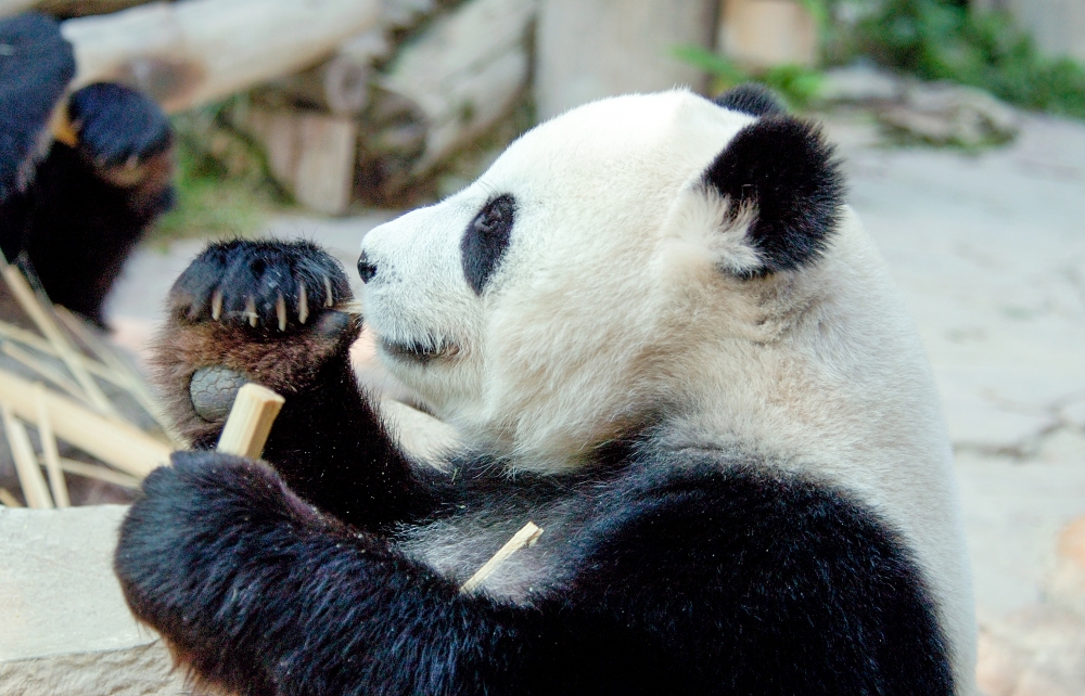 panda at zoo in thailand_0119b