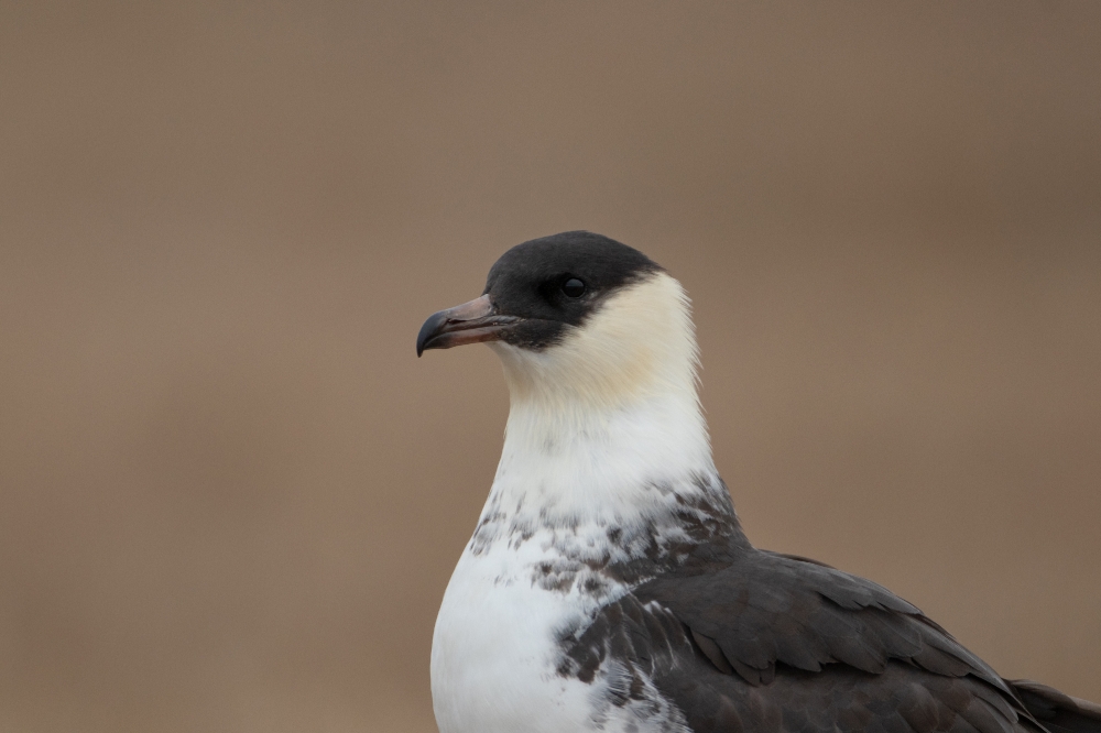 parasitic jaeger