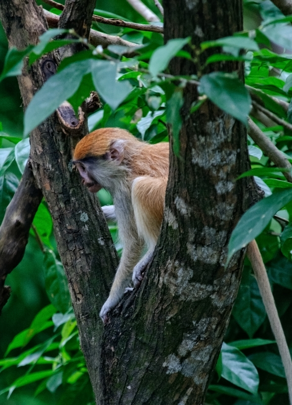 Patas Monkey Photo Image 7967