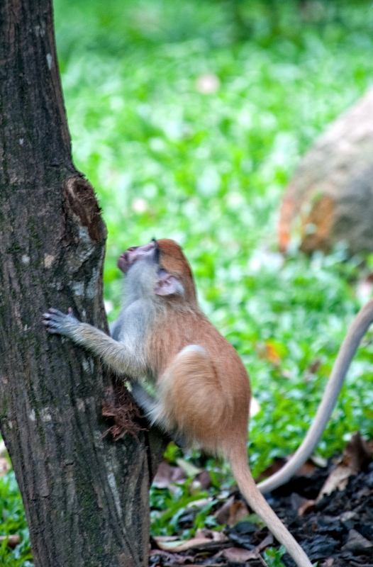 Patas Monkey Photo Image 7972