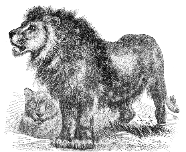 persian lion illustration