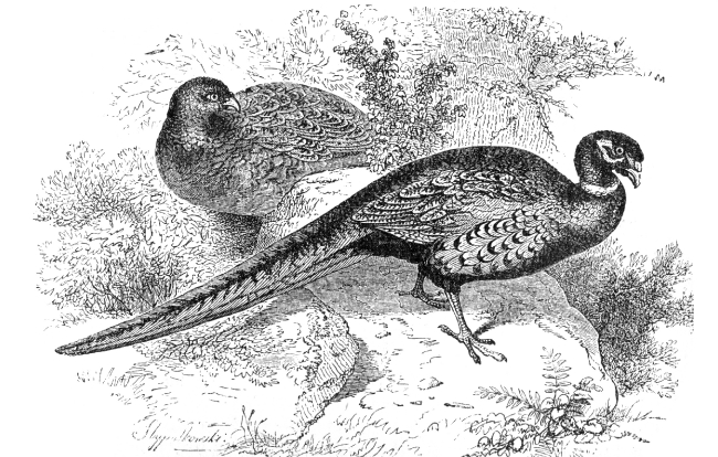 pheasant