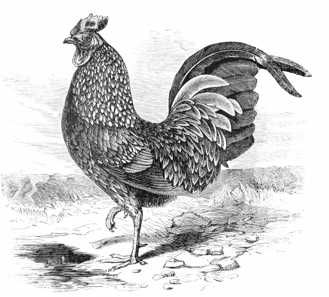 pheasant