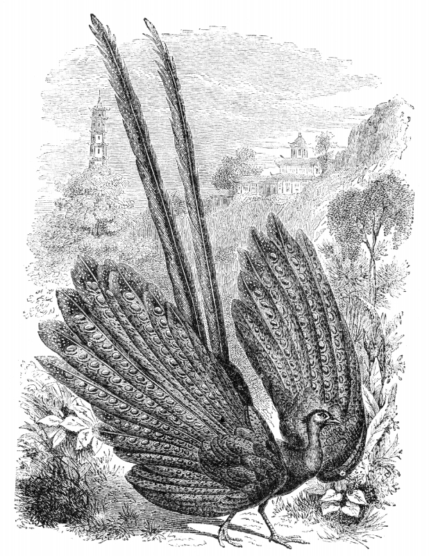 pheasant bird illustration