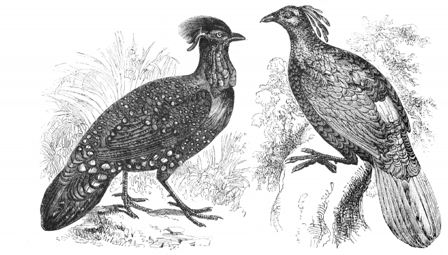 pheasant bird illustration