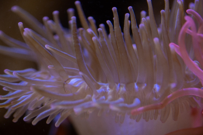 photo closeup of anemone tentacles