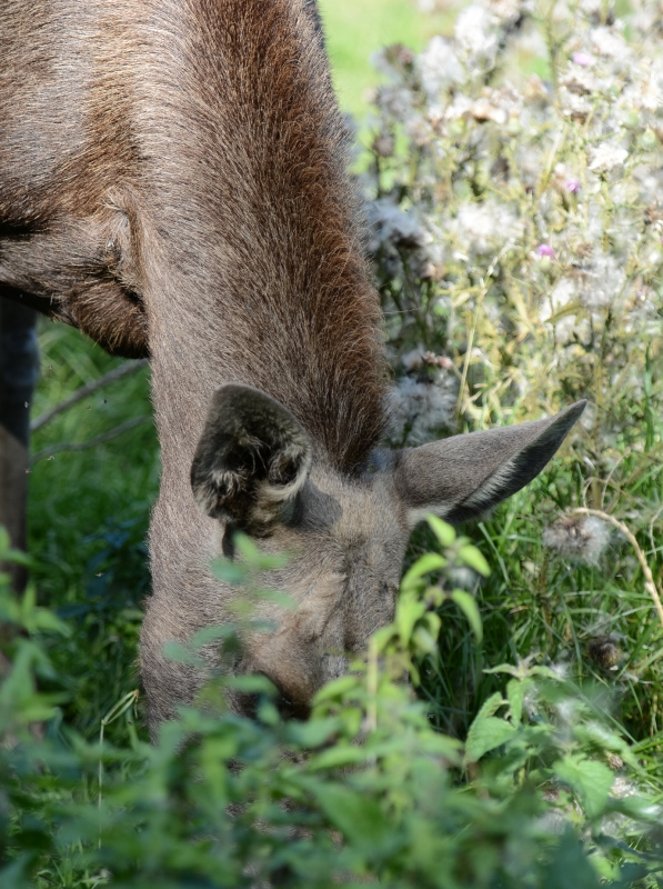 Photo Of A Moose Grazing In Field Northern Europe 