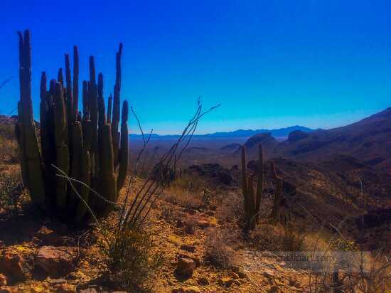 photo organ pipe cactus sonoran desert