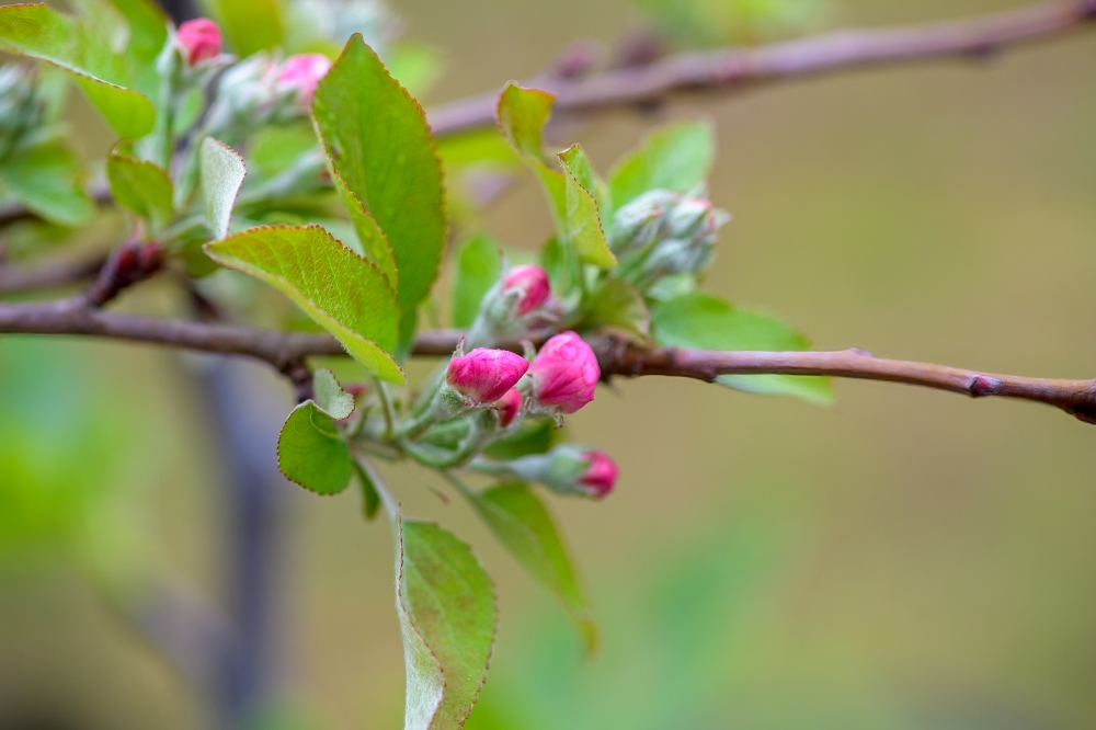 pink apple blossoms 2054