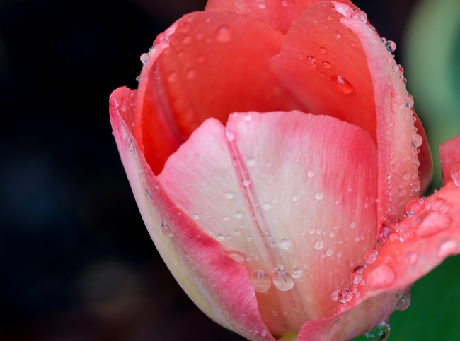 pink tulip with rain drops scattered on petals photo