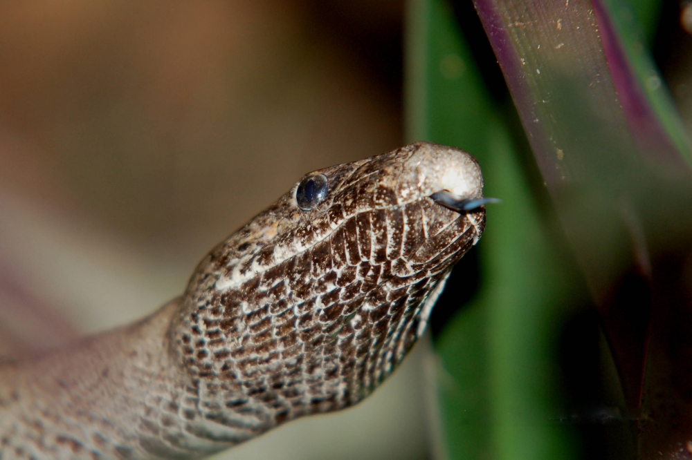 Puerto Rican boa Epicrates inornatus