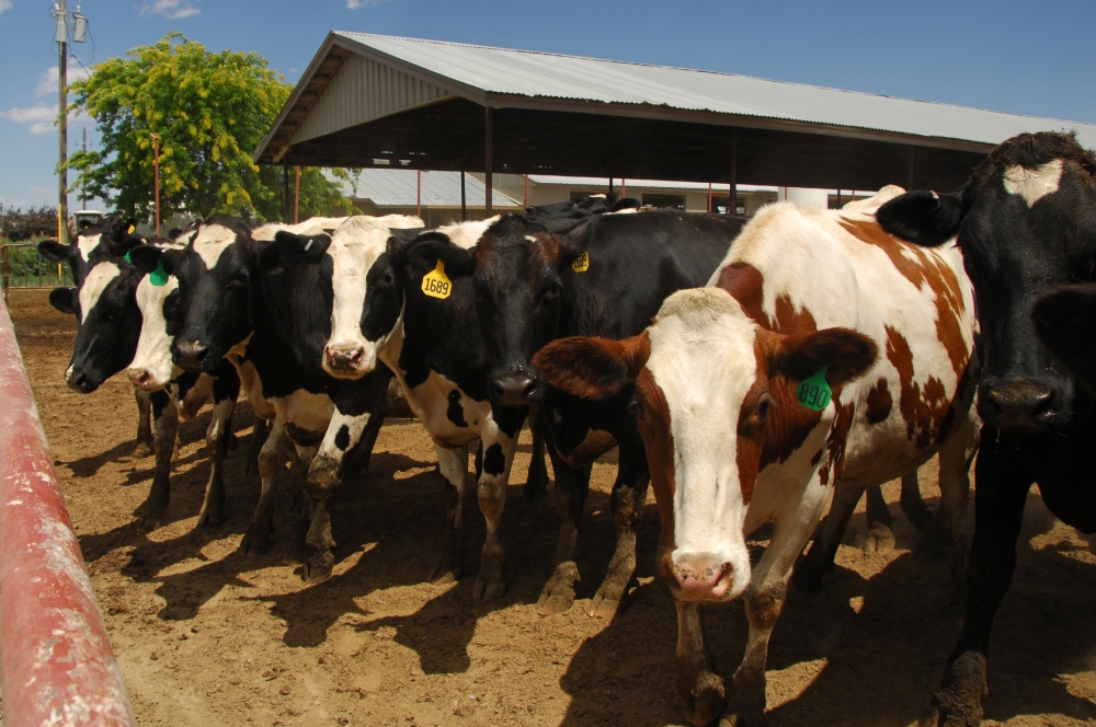 red holstein milking cow stands out among the rest