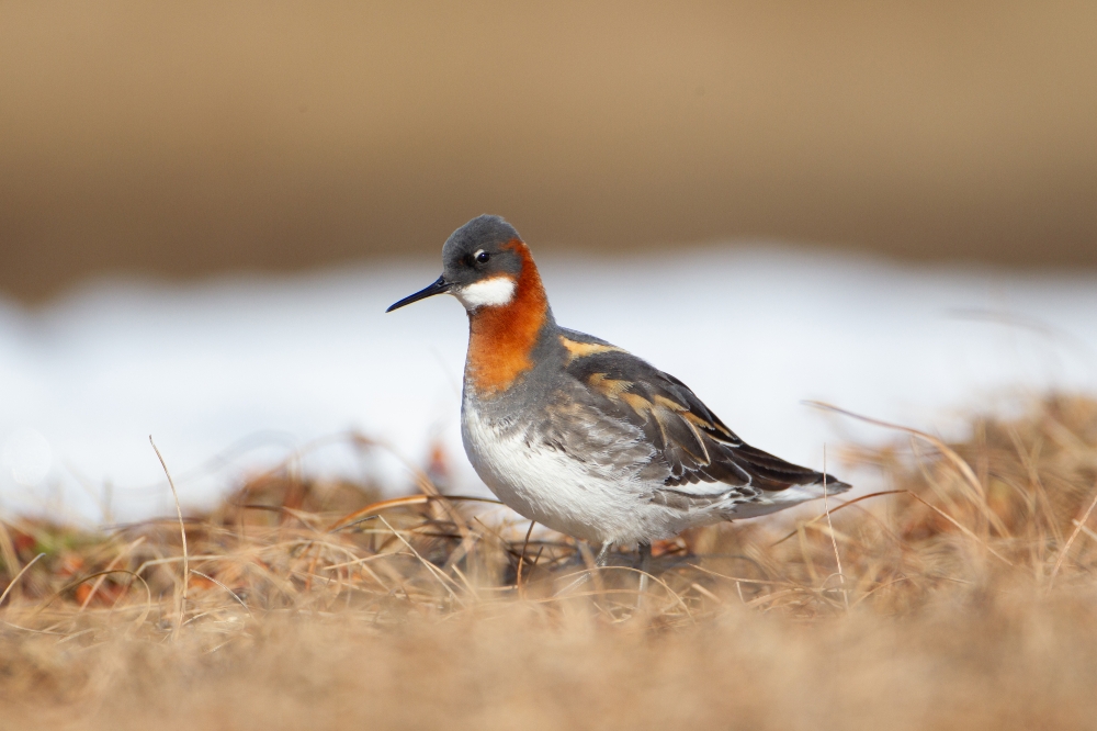 red necked phalarope female