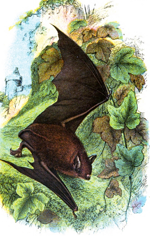 Redish Bat Near Green Vines Color Illustration